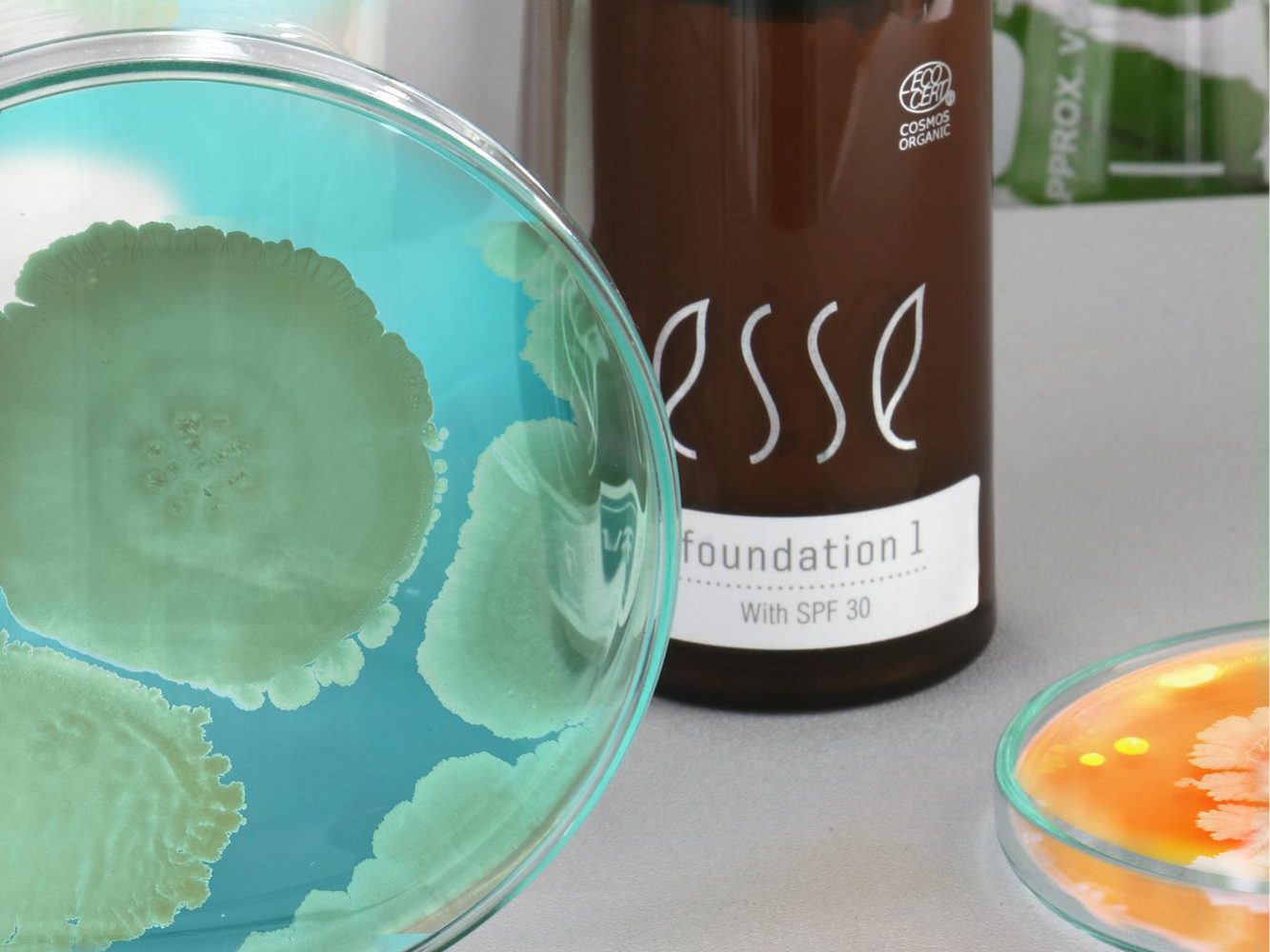 2021_Microbes + Foundations3 Image showing cosmetic science products, featuring a clear bottle labeled "foundation" and several Petri dishes displaying various colored microbial cultures: one with blue-green colonies, another with orange, and others with different colored growths.