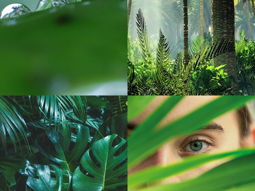 Rich Ecosystem A collage of four images featuring close-ups of dew on leaves, sunlight filtering through lush rainforest foliage, a collection of vibrant green tropical leaves, and a person's eye peeking through leafy greenery. The word "Esse" appears in the bottom right corner.