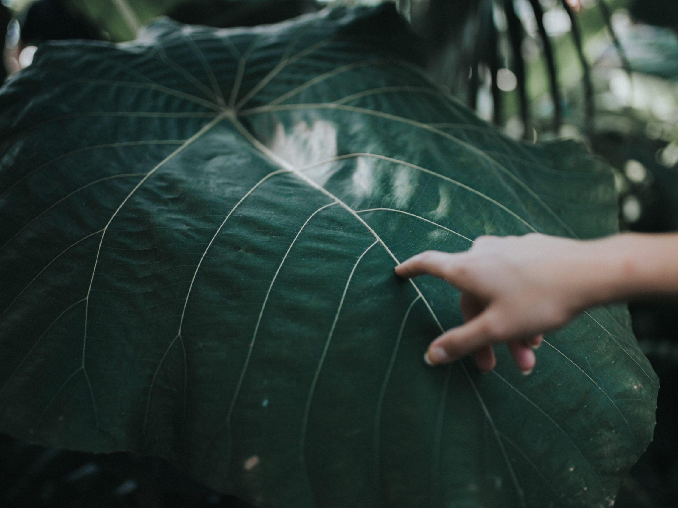 Leaf Tap A close-up of a large, green leaf with pronounced veins. A person's hand, extending from the right, gently touches the leaf. The background is blurred, showcasing more lush green foliage.