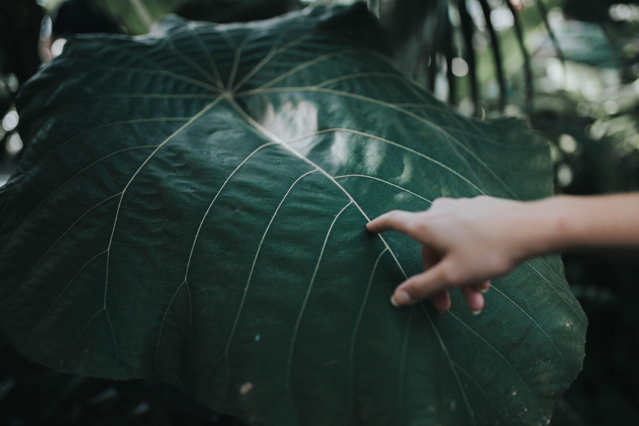 A close-up of a large, green leaf with pronounced veins. A person's hand, extending from the right, gently touches the leaf. The background is blurred, showcasing more lush green foliage.